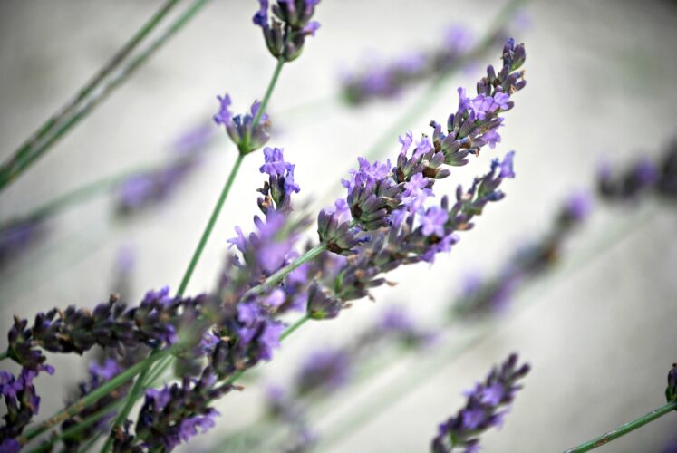 Lavender Water for Skin Care and Aromatherapy